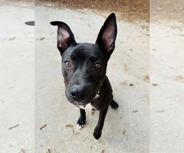 Medium Photo #2 Mutt Puppy For Sale in Houston, TX, USA