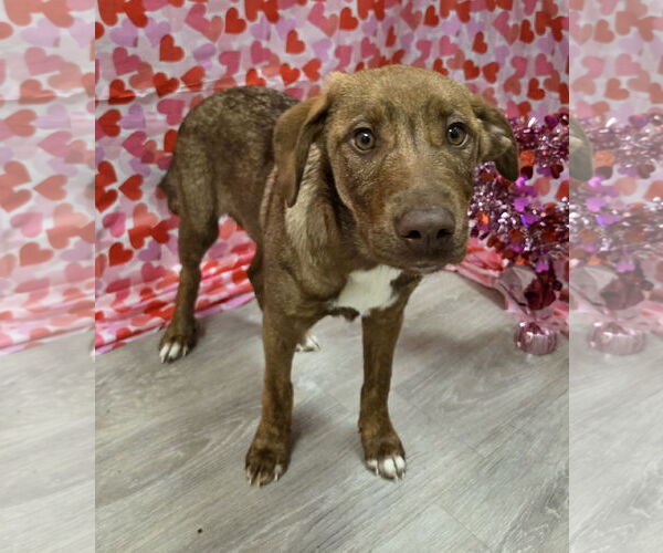 Medium Photo #4 Chesapeake Bay Retriever-German Shepherd Dog Mix Puppy For Sale in Attalka, AL, USA