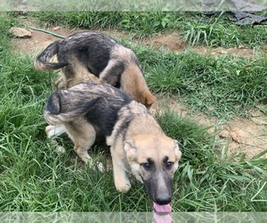 German Shepherd Dog Dogs for adoption in BLAIRSVILLE, GA, USA