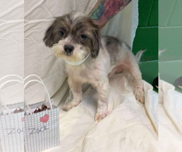 Medium Photo #1 Shih-Poo Puppy For Sale in Rustburg, VA, USA