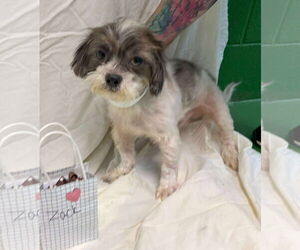 Shih-Poo Dogs for adoption in Rustburg, VA, USA