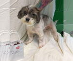 Small Shih-Poo