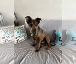Small Mutt