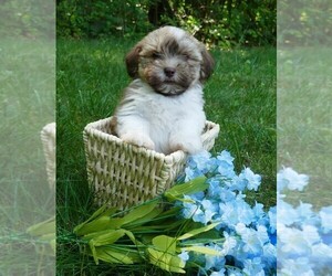 Havanese Puppy for sale in THREE RIVERS, MI, USA