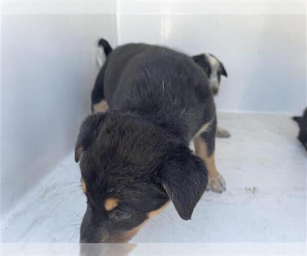 Medium Photo #1 German Shepherd Dog-Unknown Mix Puppy For Sale in Houston, TX, USA