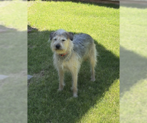 Mutt Dogs for adoption in McKinney, TX, USA