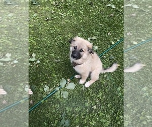 Father of the Golden Retriever-Norwegian Elkhound Mix puppies born on 01/05/2023