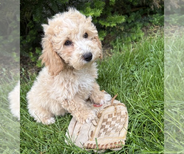 Medium Photo #2 Bichpoo Puppy For Sale in MIDDLEBURY, IN, USA