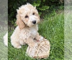Small #1 Bichpoo