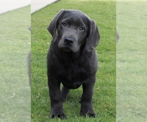 Labrador Retriever Puppy for sale in FREDERICKSBURG, OH, USA