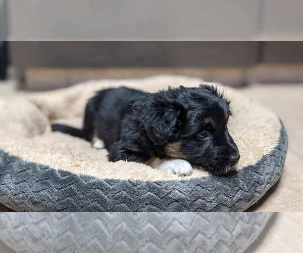 Medium Photo #6 Border-Aussie Puppy For Sale in SALEM, OR, USA