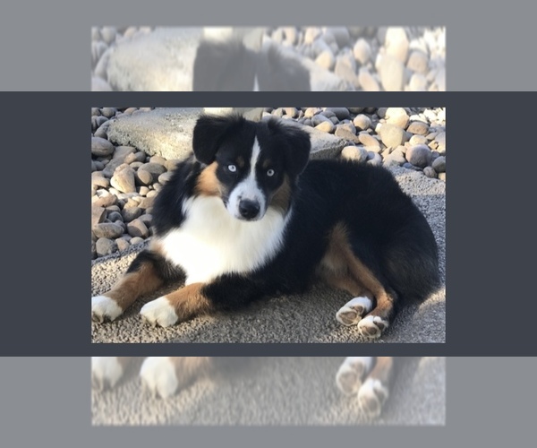 Medium Photo #1 Miniature Australian Shepherd Puppy For Sale in ESCALON, CA, USA