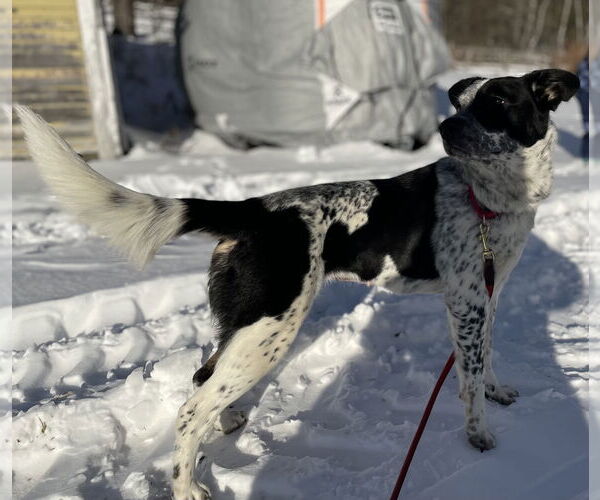 Medium Photo #3 Mutt Puppy For Sale in Garden City, NY, USA