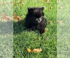 Pomeranian Puppy for sale in JOLIET, IL, USA