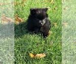 Image preview for Ad Listing. Nickname: Blackout Pom