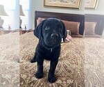 Small #13 Labrador Retriever