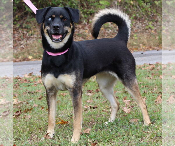 Medium Photo #1 Siberian Husky-Unknown Mix Puppy For Sale in Prattville, AL, USA