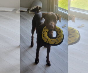 Doberman Pinscher Dogs for adoption in Buffalo, MN, USA