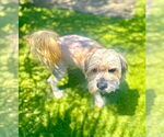 Small #2 Maltipoo