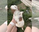 Small Photo #51 Goldendoodle (Miniature) Puppy For Sale in FREDERICA, DE, USA
