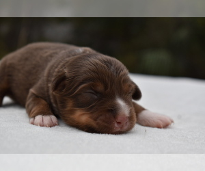 Miniature Australian Shepherd Puppy for sale in PALM COAST, FL, USA