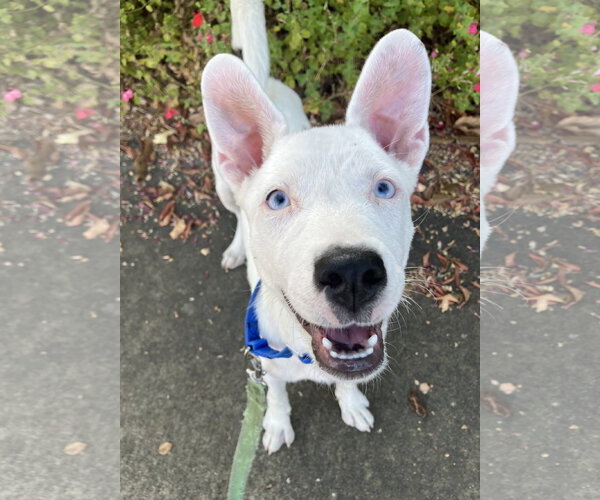 Medium Photo #2 Mutt Puppy For Sale in Davis, CA, USA