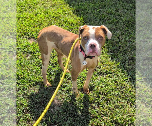 Medium Photo #15 Mutt Puppy For Sale in Rockville, MD, USA