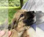 Small Photo #7 Pyredoodle Puppy For Sale in HARROGATE, TN, USA