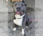 Small #1 American Pit Bull Terrier Mix