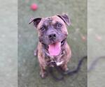 Small #1 Staffordshire Bull Terrier Mix