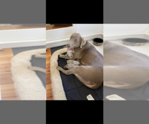 Mother of the Labrador Retriever puppies born on 02/27/2022