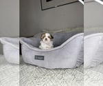 Small #12 Shih Tzu