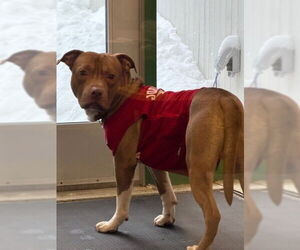 Mutt Dogs for adoption in Anchorage, AK, USA