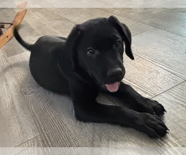 Medium Photo #2 Labrador Retriever Puppy For Sale in LAKESIDE MARBLEHEAD, OH, USA