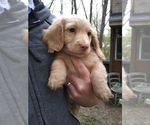 Small Photo #17 Dachshund Puppy For Sale in HAMILTON, MO, USA