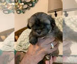 Small Photo #6 Maltipoo Puppy For Sale in WETUMPKA, AL, USA