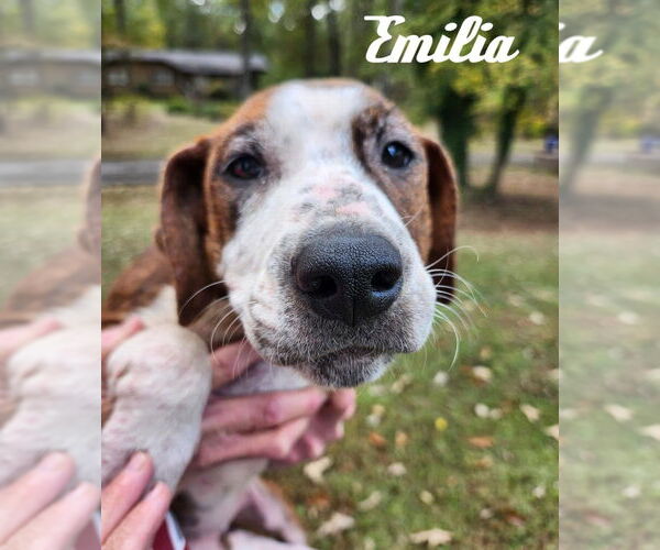 Medium Photo #1 American Pit Bull Terrier-American Staffordshire Terrier Mix Puppy For Sale in Wenonah, NJ, USA