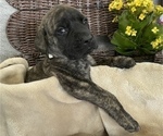 Small Photo #16 Mastiff Puppy For Sale in BRUCETON MILLS, WV, USA