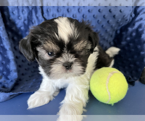 Shih Tzu Puppy for Sale in SAN TAN VALLEY, Arizona USA