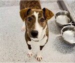 Small Photo #2 Plott Hound-Unknown Mix Puppy For Sale in Houston, TX, USA