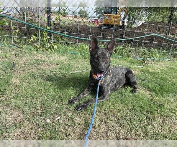 Medium Photo #2 German Shepherd Dog-Unknown Mix Puppy For Sale in Waco, TX, USA