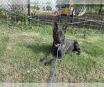 Small #1 German Shepherd Dog Mix