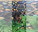 Small Photo #13 Yorkshire Terrier Puppy For Sale in AKRON, OH, USA