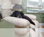 Small #2 Chow Chow-Labrador Retriever Mix