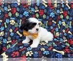 Small #9 Zuchon