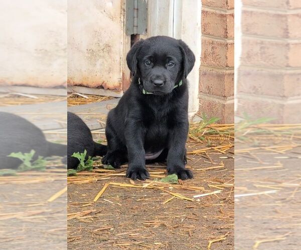 Medium Photo #1 Labrador Retriever Puppy For Sale in EDINBURG, VA, USA