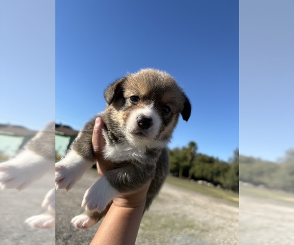 Medium Photo #3 Pembroke Welsh Corgi Puppy For Sale in OAKLEY, CA, USA