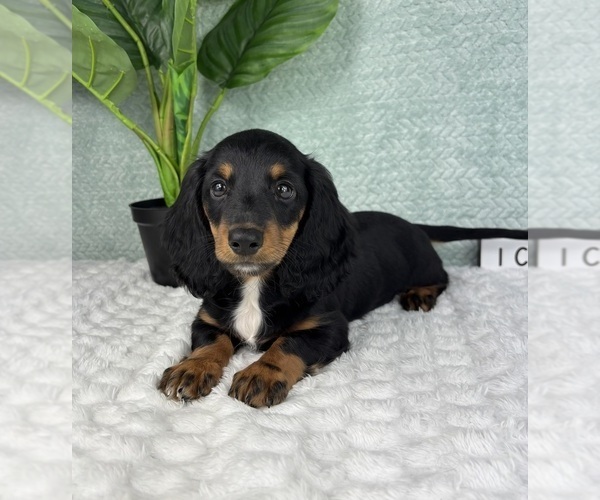 Medium Photo #6 Dachshund Puppy For Sale in FRANKLIN, IN, USA