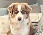 Small Photo #1 Miniature Australian Shepherd Puppy For Sale in CRESTLINE, CA, USA
