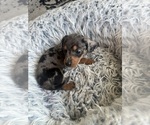 Small #4 Dachshund